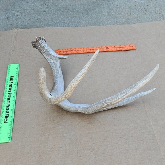 Genuine Mule Deer Shed Antler - Picture 14 of 14